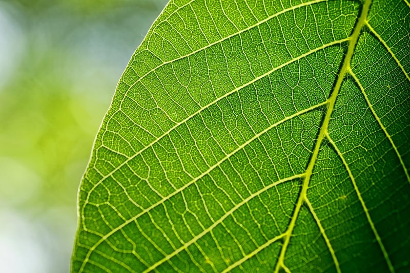 Nature-inspired art